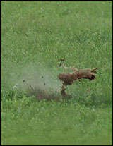 South Dakota Prairie Dog Hunting