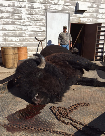 Bison, buffalo hunting in South Dakota