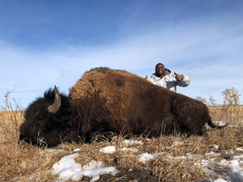 Buffalo Hunt - Corey