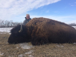 Buffalo Hunting - South Dakota
