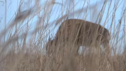 Buffalo Hunting Belly Crawl