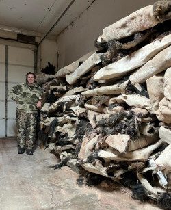 Buffalo Taxidermy in South Dakota