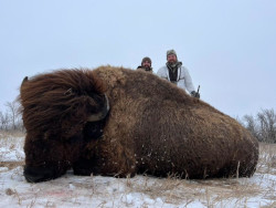 Copper Tone Colored Buffalo