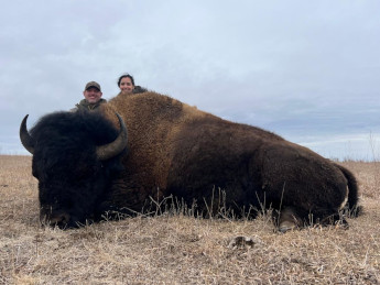 gigantic-buffalo-bull-hunting