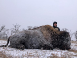 Bison Hunting South Dakota