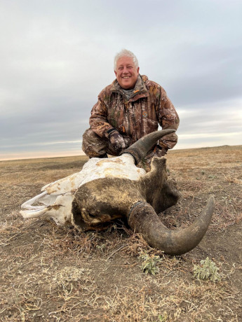 Old Buffalo Skull