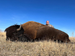 Rick's Trophy Bull