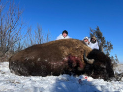 Trophy Bison Hunting - South Dakota