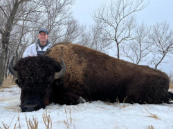Trophy Buffalo Hunting in South Dakota