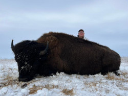 Wet Trophy Buffalo