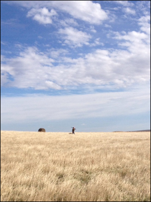 South Dakota Pheasant Hunting