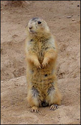 South Dakota Prairie Dog Hunting